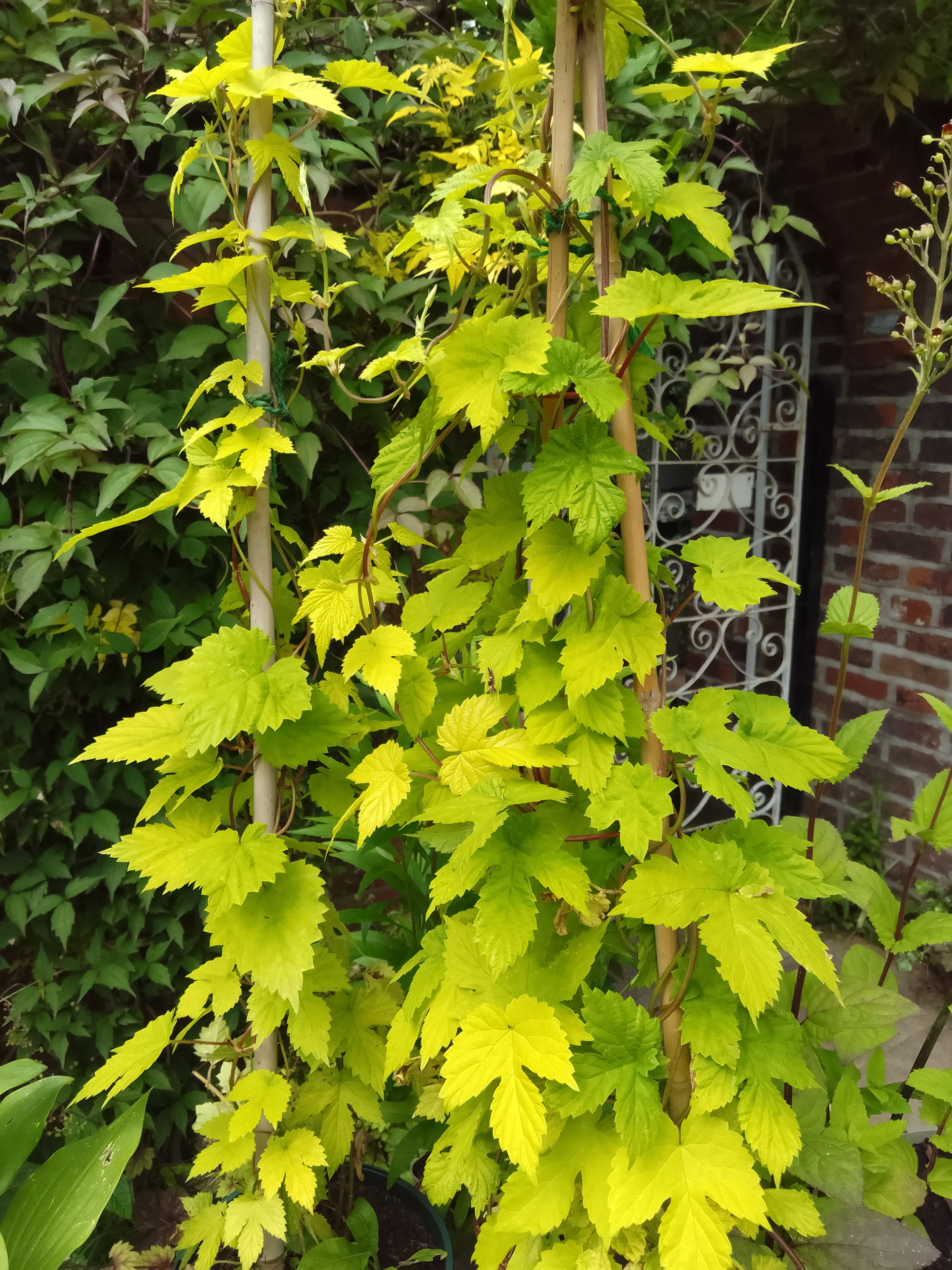 Golden Hop