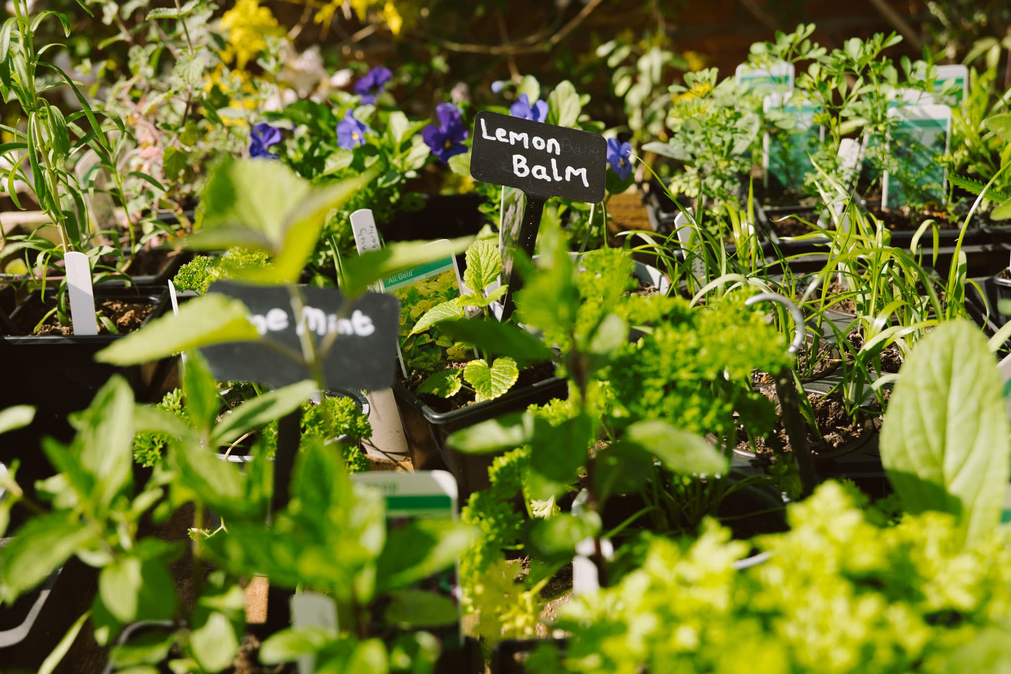 Blackbrook Herb Gardens